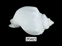 藏品(白軟帽峨螺)的圖片